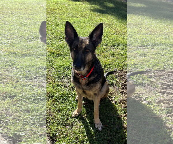 Medium Photo #1 German Shepherd Dog Puppy For Sale in New Hill, NC, USA