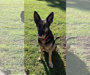 German Shepherd Dog Dogs for adoption in New Hill, NC, USA