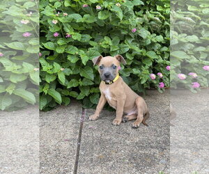 Mutt Dogs for adoption in Euless, TX, USA