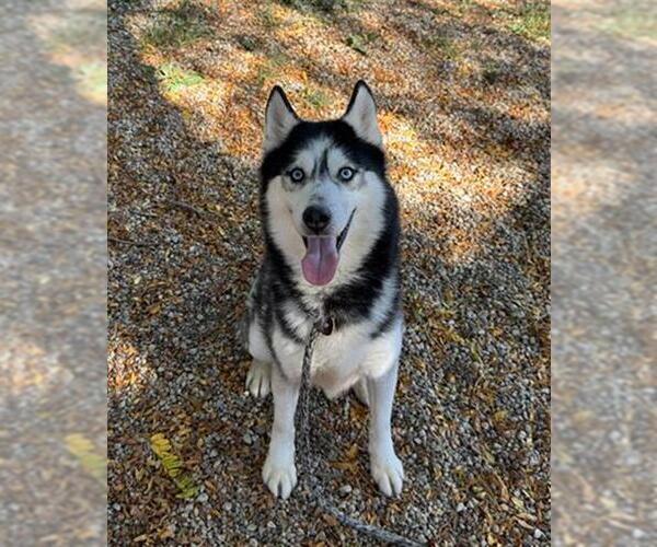 Medium Photo #2 Siberian Husky Puppy For Sale in Aurora, IL, USA