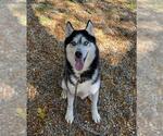 Small #1 Siberian Husky