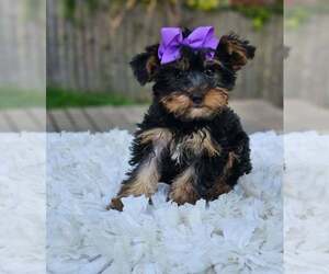 Yorkshire Terrier Puppy for sale in INDIANAPOLIS, IN, USA