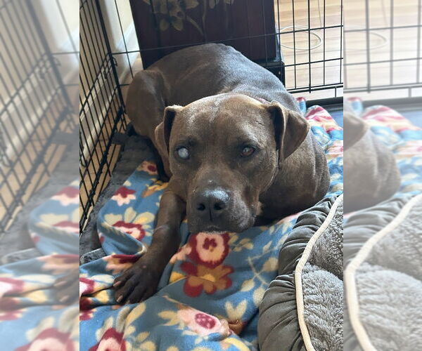Medium Photo #14 Mountain Cur-Staffordshire Bull Terrier Mix Puppy For Sale in Shermans Dale, PA, USA