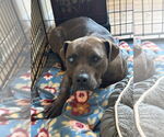 Small #13 Mountain Cur-Staffordshire Bull Terrier Mix