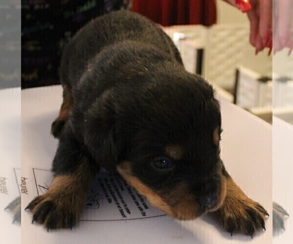 Medium Photo #3 Rottweiler Puppy For Sale in HEMINGWAY, SC, USA
