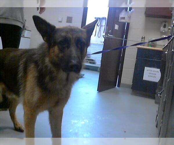Medium Photo #1 German Shepherd Dog Puppy For Sale in Fayetteville, NC, USA