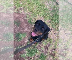 Rottweiler Puppy for sale in HUMBLE, TX, USA
