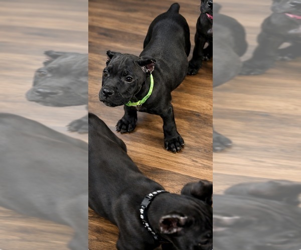 Medium Photo #3 Cane Corso Puppy For Sale in ANDERSON, IN, USA