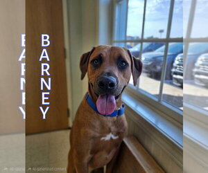 Barney - Male Mutt Dog for Adoption - Photo #4
