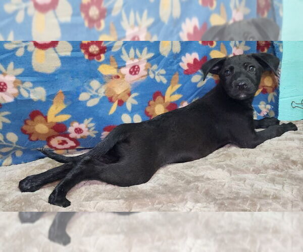 Medium Photo #1 Labrador Retriever-Unknown Mix Puppy For Sale in Wetumpka, AL, USA