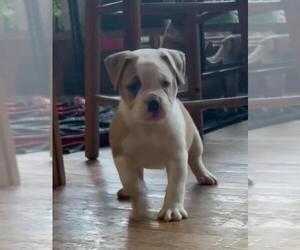 Olde English Bulldogge Puppy for sale in GRAVEL SWITCH, KY, USA