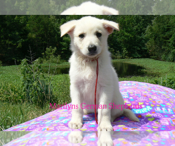 Medium Photo #6 German Shepherd Dog Puppy For Sale in PIEDMONT, MO, USA