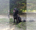 Small #1 Poodle (Standard) Mix