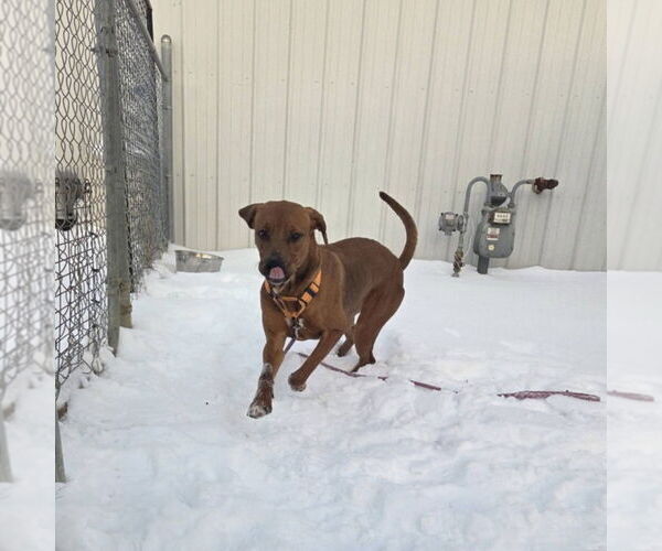 Medium Photo #8 Mutt Puppy For Sale in Evansville, IN, USA