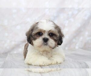 Shih Tzu Puppy for sale in MARIETTA, GA, USA