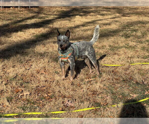 Medium Photo #7 Mutt Puppy For Sale in Garden City, NY, USA