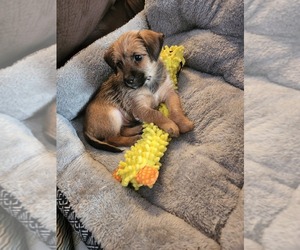 Chion-Papillon Mix Puppy for sale in LAS VEGAS, NV, USA