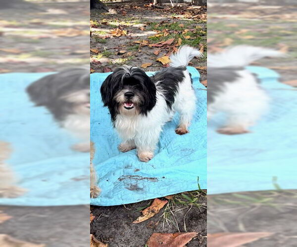 Medium Photo #4 Shih Tzu Puppy For Sale in Weston, FL, USA