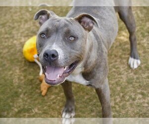 American Staffordshire Terrier Dogs for adoption in Tallahassee, FL, USA