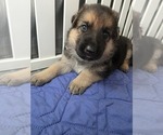 Small German Shepherd Dog