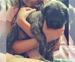 Small Photo #4 Mastiff Puppy For Sale in ALVIN, TX, USA