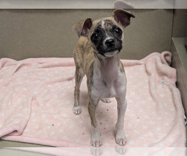 Medium Photo #1 Chihuahua-Unknown Mix Puppy For Sale in Moreno Valley, CA, USA