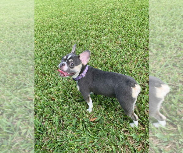 Medium Photo #4 French Bulldog Puppy For Sale in Plantation, FL, USA