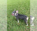 Small #3 French Bulldog