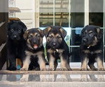 Puppy Puppy 3 German Shepherd Dog