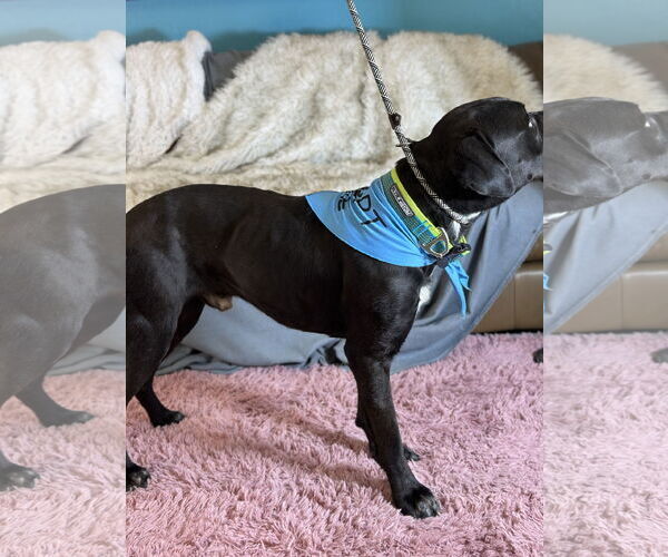 Medium Photo #7 Mastiff Puppy For Sale in Goodyear, AZ, USA