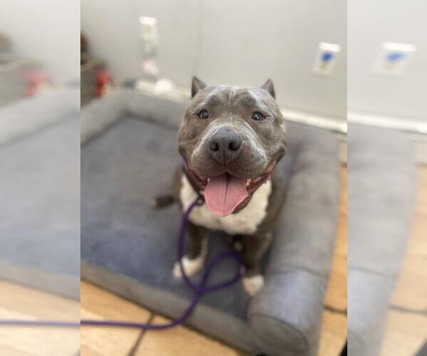 Medium Photo #14 American Pit Bull Terrier Puppy For Sale in Rockaway, NJ, USA