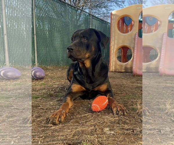 Medium Photo #7 Rottweiler-Unknown Mix Puppy For Sale in Westwood, NJ, USA