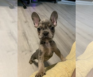 French Bulldog Puppy for sale in JACKSONVILLE, FL, USA
