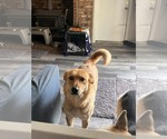 Small German Shepherd Dog-Great Pyrenees Mix