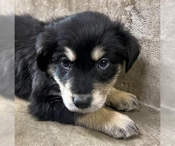 Medium Photo #1 Golden Retriever-Unknown Mix Puppy For Sale in San Martin, CA, USA