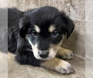 Golden Retriever-Unknown Mix Dogs for adoption in San Martin, CA, USA