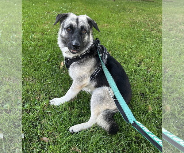 Medium Photo #14 Mutt Puppy For Sale in Newport Beach, CA, USA