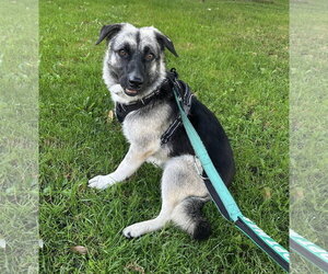 Macy (tripod) - Female Mutt Dog for Adoption - Photo #14