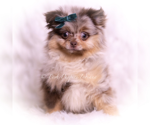 Medium Photo #69 Pomeranian Puppy For Sale in WARSAW, IN, USA
