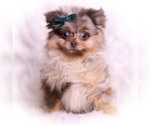 Small Photo #69 Pomeranian Puppy For Sale in WARSAW, IN, USA