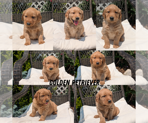 Golden Retriever Litter for sale in GOSHEN, IN, USA