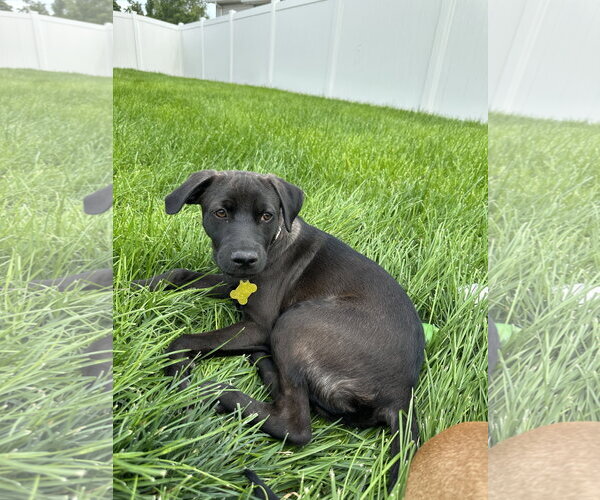 Medium Photo #4 Labrador Retriever-Unknown Mix Puppy For Sale in Sandy, UT, USA
