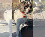 Small #1 Cocker Spaniel
