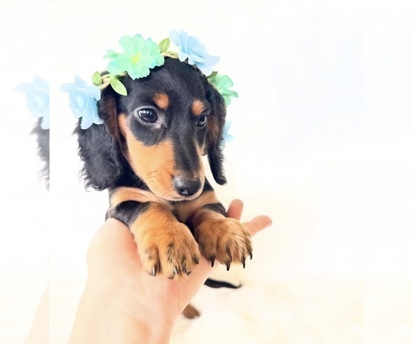 Medium Photo #10 Dachshund Puppy For Sale in DAVIS, CA, USA