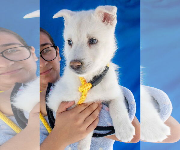Medium Photo #1 Siberian Husky-Unknown Mix Puppy For Sale in Pasadena, CA, USA