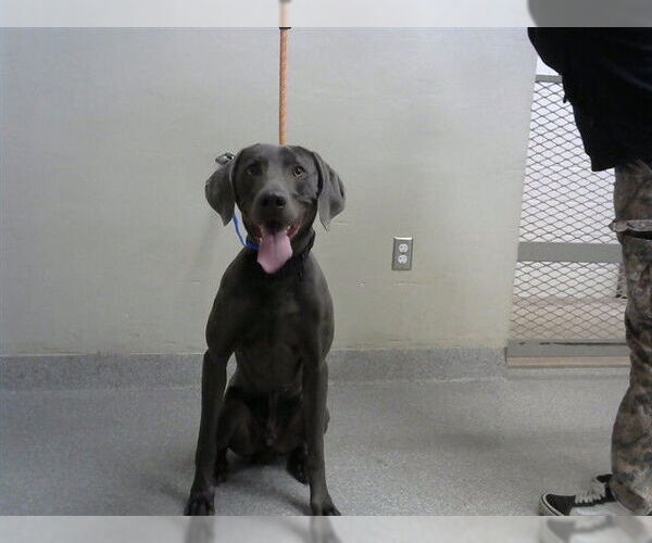 Medium Photo #1 Weimaraner Puppy For Sale in Pasadena, TX, USA
