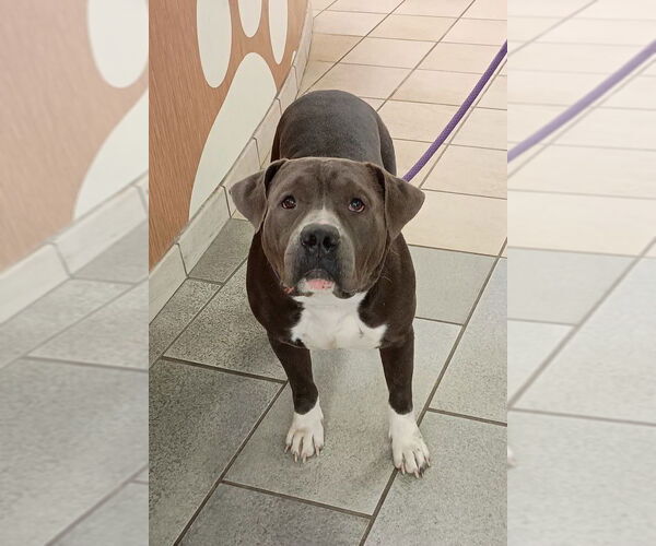 Medium Photo #5 American Pit Bull Terrier-Unknown Mix Puppy For Sale in Virginia Beach, VA, USA