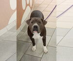 Small #4 American Pit Bull Terrier Mix