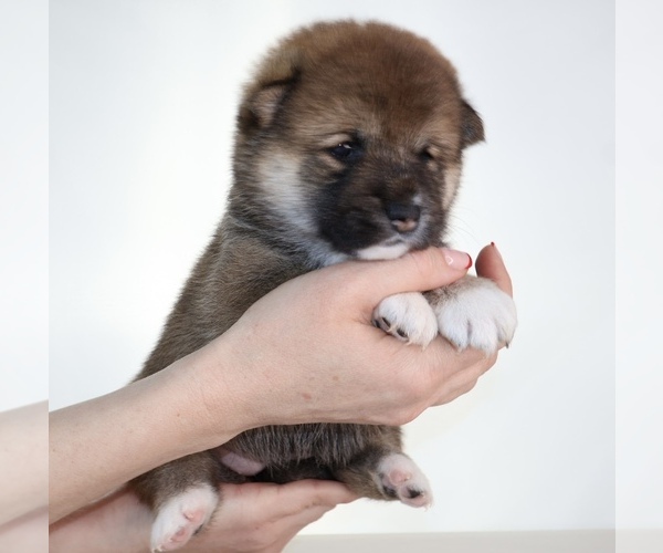 Medium Photo #7 Shiba Inu Puppy For Sale in WINTER PARK, FL, USA