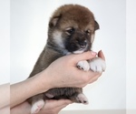 Small #6 Shiba Inu